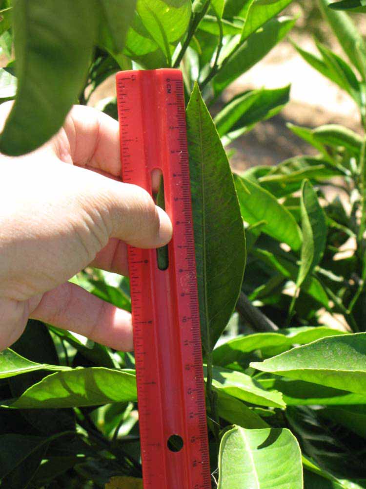              Unifoliolate leaf (Riverside, CA)       